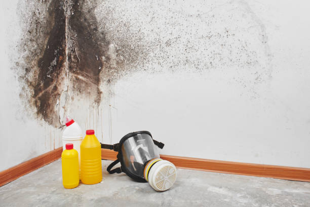 Best Mold Remediation  in St George, UT