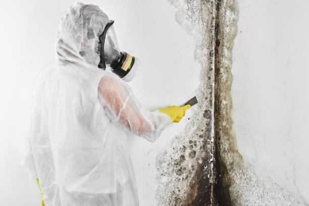 Mold Testing and Removal in St George, UT
