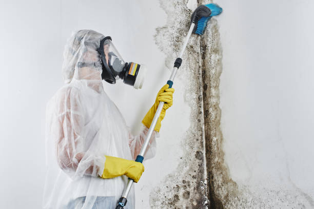 Mold Removal and Inspection in St George, UT