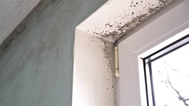 Best Mold Damage Repair  in St George, UT