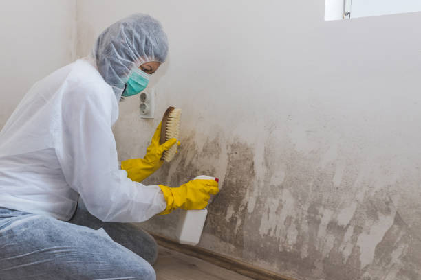 Reliable St George, UT Mold Removal Solutions