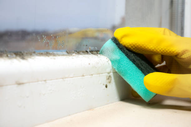 Best Black Mold Removal  in St George, UT