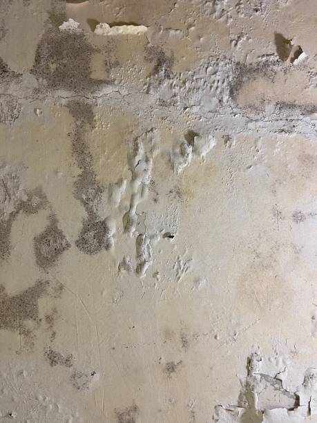 Best Certified Mold Removal  in St George, UT