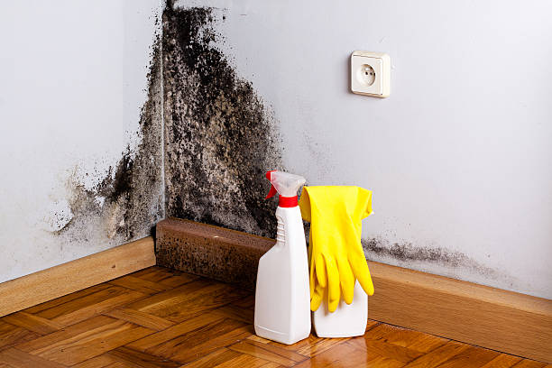 Best Same-Day Mold Removal  in St George, UT