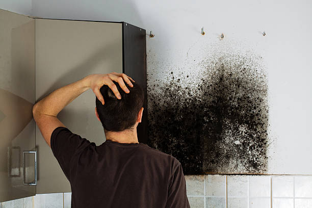 Best Toxic Mold Removal  in St George, UT