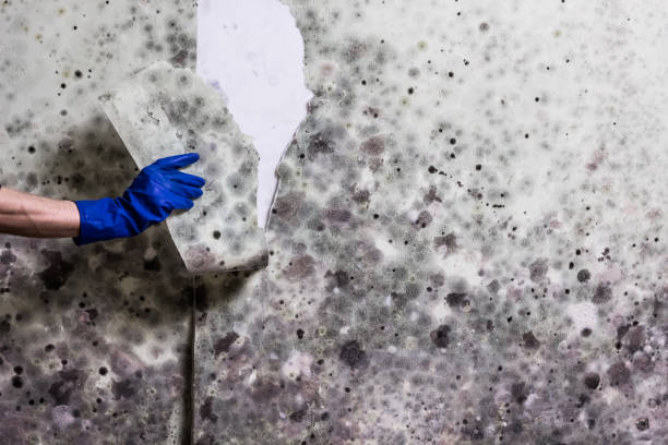 Best Mold Removal Near Me  in St George, UT