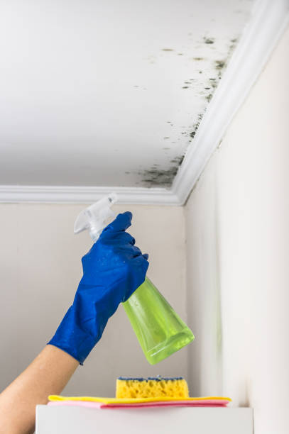 Best Attic Mold Removal  in St George, UT